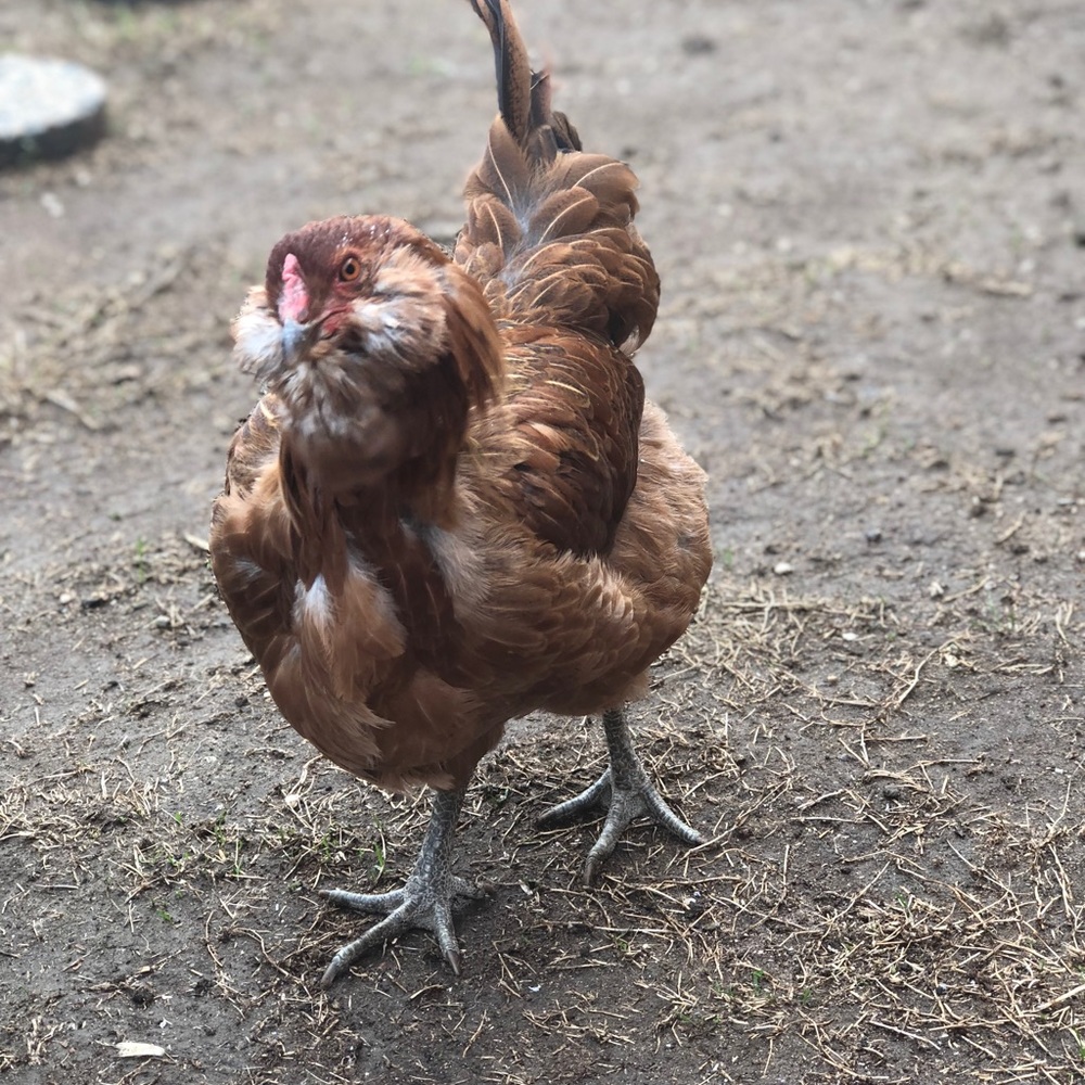 Meet your Posher, Donielle